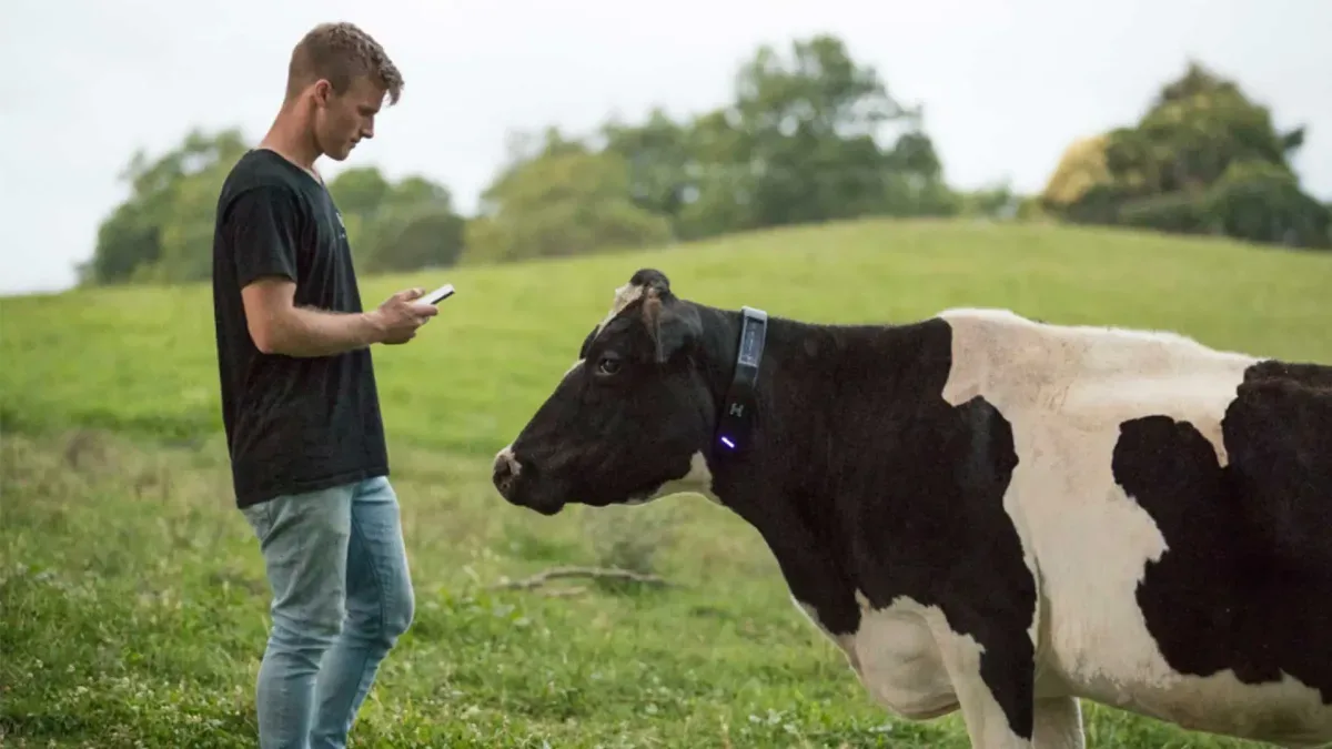 Halter: The New Zealand Agritech Startup Changing How Farmers Manage Livestock